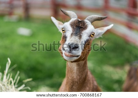 Lovely Goat