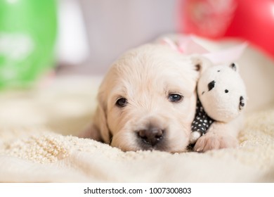 Lovely Golden Retriever Puppy Lying With Little Teddy Bear