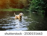 Lovely golden retriever puppy walking in shallow river, forest. Little dog has good time on walk on nature background outside city. Cute doggy. High quality