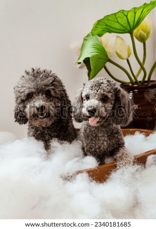 lovely gray poodles sitting on red cushioned chairs