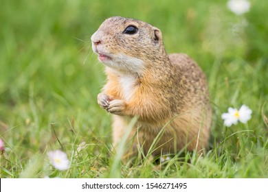 Lovely Ground Squirrels, Genus Spermophilus