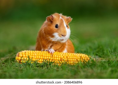 Lovely guinea pig with a corncob in summer