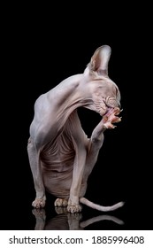 Lovely Hairless Canadian Sphinx Cat Washes Its Hind Legs In The Studio Isolated On A Black Background