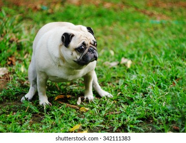 lovely happy white fat cute pug dog playing on the green grass floor under warm summer sunlight making funny face with home outdoor surrounding bokeh background