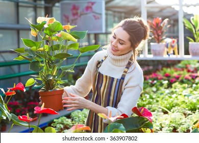 Lovely Happy Young Woman Gardener Choosing Flower Pot With Anthuriums In Garden Center