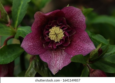 A Lovely Hellebore Flower In Winter.