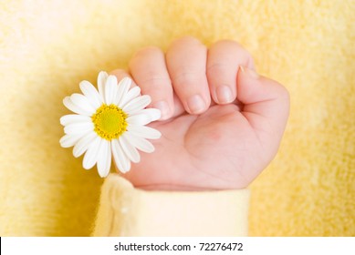 baby daisy flower