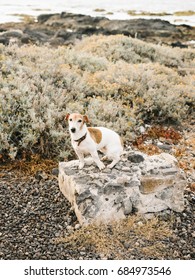 Lovely Jack Russell Terrier sitting on stone with background of coast. 