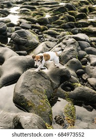 Lovely Jack Russell Terrier walking on wet smooth stones on coastline. 
