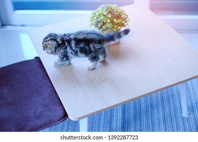 Lovely Kitten Climb On The Japanese Table. Playful Cat On Wooden Table. Prepare To Jumping From Table.