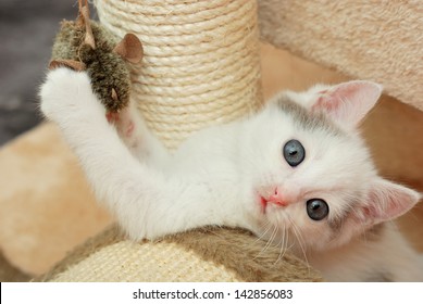 Lovely Kitten Playing With Toy Mouse