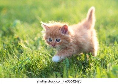 Lovely kitten with a red color in the grass. A series of pictures in different poses. - Shutterstock ID 636642493