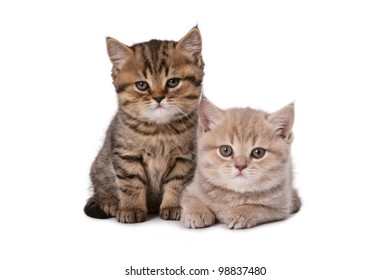 2 Kittens Images Stock Photos Vectors Shutterstock