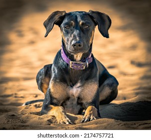 The Lovely Laila Posing For Her Portrait Pick. Saluki Desert Dog.