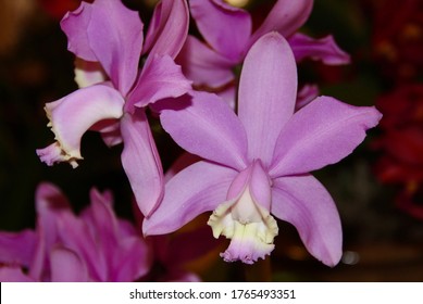 Lovely lavender Cattleya loddigesii orchid species in bloom.