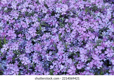 Lovely Lilac Flowers, God's Creation