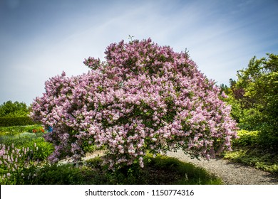 Lovely Lilac Tree