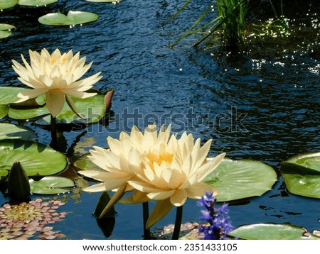      lovely lily pond view with aquatic plants     