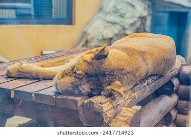 Lovely Lioness. Close-up African lioness Panthera leo. A lioness sleeping on a wooden pedestal, close up photo. A resting predator in the afternoon - Powered by Shutterstock