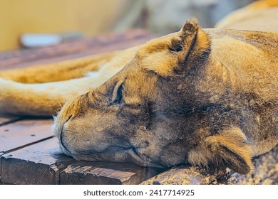 Lovely Lioness. Close-up African lioness Panthera leo. A lioness sleeping on a wooden pedestal, close up photo. A resting predator in the afternoon - Powered by Shutterstock