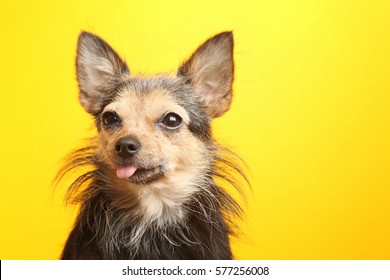 Lovely Little Dog On Yellow Background