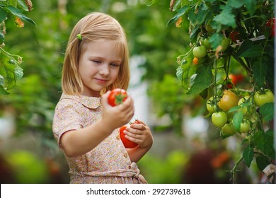 A Lovely Little Girl Gathering In Ripe Tomato Harvest In A Vegetable Garden. Kids Are Playing. Little Helpers.