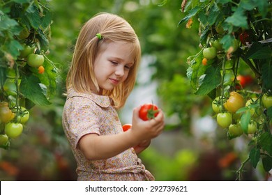 A Lovely Little Girl Gathering In Ripe Tomato Harvest In A Vegetable Garden. Kids Are Playing. Little Helpers.