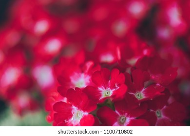 Lovely little spring red flowers . Background for your desktop or postcards