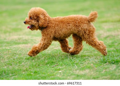 Lovely little toy poodle dog running on the lawn