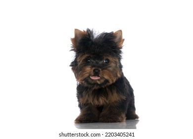 Lovely Little Yorkie Dog Looking Away And Sticking Out Tongue On White Background In Studio