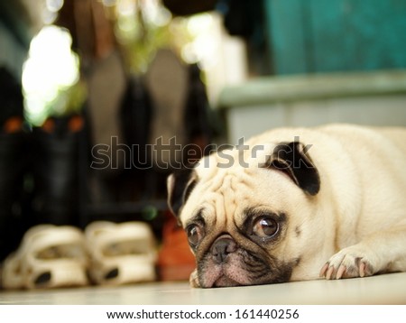 lovely lonely white pug dog laying flat on the floor making sadly face with home outdoor surrounding bokeh background
