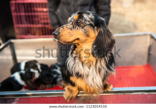 A lovely long haired\
sausage dog
