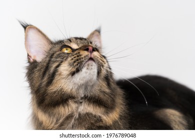mackerel tabby cat tawny