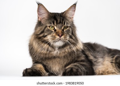 American Longhair Cat Images Stock Photos Vectors Shutterstock