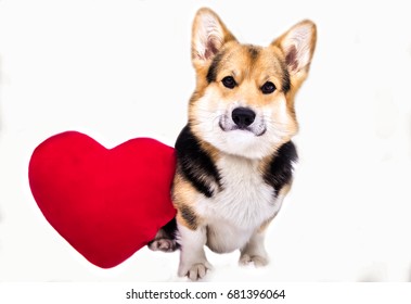 Lovely Loving Dog Red Heart On Stock Photo 681396064 