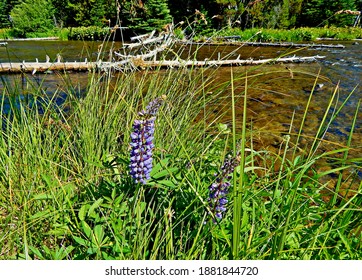 Lovely Lupine - A Wildflower Scene Along The Upper Deschutes River - Cascade Range - OR