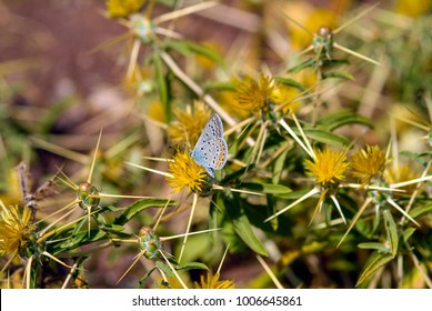 The lovely Lycaenidae Adonis Blue butterfly (Polyommatus bellargus) on thorny yellow-flowering maquis plants at the Mavrokolympos Dam near Paphos in the Mediterranean Island of Cyprus.