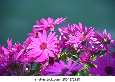 Lovely magenta fuchsia purple flowers with a blue green background - Shutterstock ID 2054172920