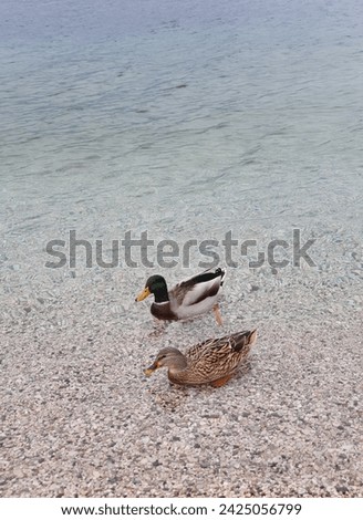 Lovely mallard duck couple in a clean lake