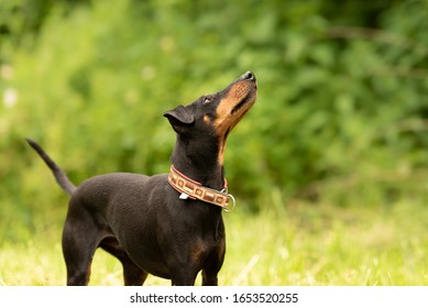 Manchester Terrier Images Stock Photos Vectors Shutterstock