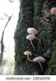 Грибы любовь. Мицена мелиевая (Mycena meliigena). Mycena pseudocorticola. Грибной рай. Мицены грибы экология.