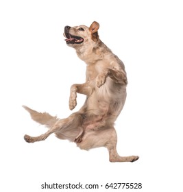 Lovely mutts dog jumping for happiness