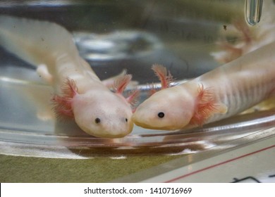 Lovely Neoteny Cute Fishes In Clear Water Bowl Background.