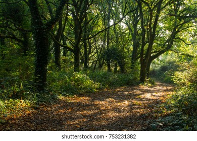 Lovely October Walk Through Hastings Country Park East Sussex