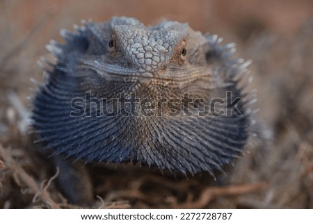 Lovely old frill neck lizard
