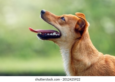 Lovely orange dog portrait from side with an open mouth, showing tongue and teeth. Puppy is waiting for something tasty.