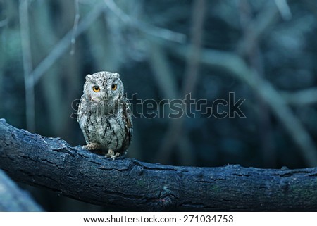 lovely Oriental Scops Owl , Thailand