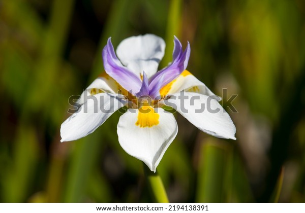 Lovely\
ornamental flower of Dietes grandiflora ,a rhizomatous perennial\
plant with long, rigid, sword-like green leaves belonging to the\
Iridaceae family  with a hardy water wise\
habit.