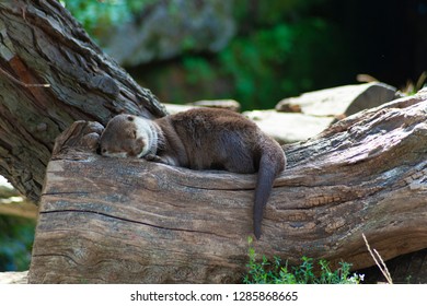 Lovely Otter Is Sleeping On The Wood.