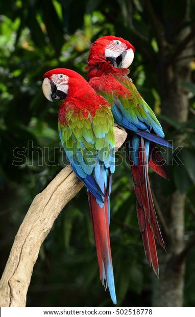 Lovely Pair Greenwinged Macaw Parrot Birds 庫存照片 立刻編輯